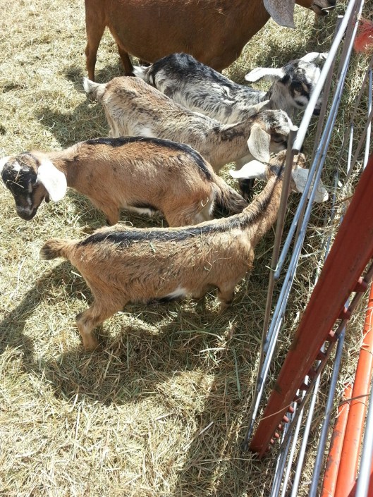 Goats BABIES